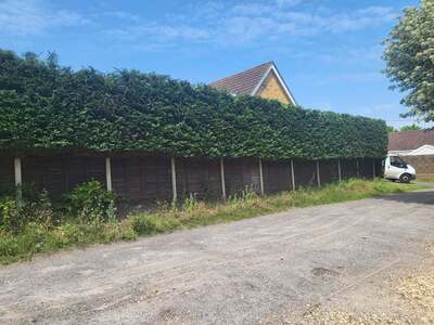 Tall established hedge running along fence panels beside a driveway after trimming