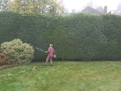 Very tall conifer hedge being cut with a long-reach hedge trimmer