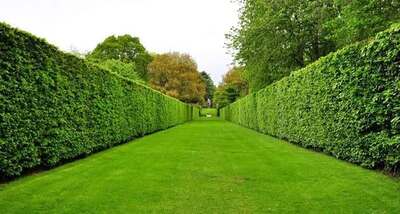Two tall formal hedges flanking a mown grass avenue after cutting