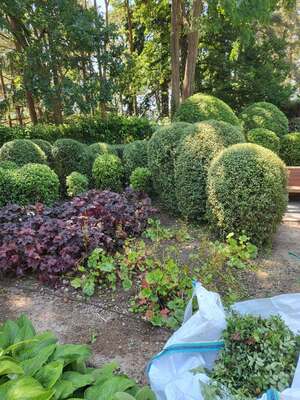 Topiary balls and low box hedging trimmed and tidied in a mature garden