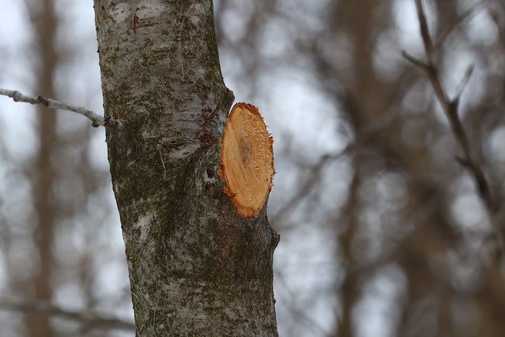 Tree surgery being carried out in Yateley, Hampshire