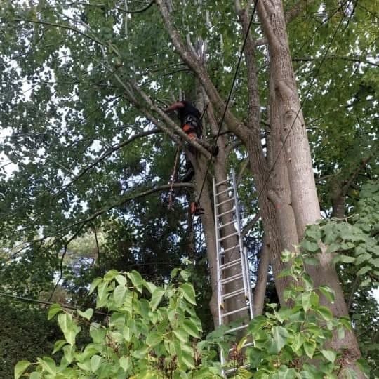 Tree surgery being carried out in Fleet, Hampshire