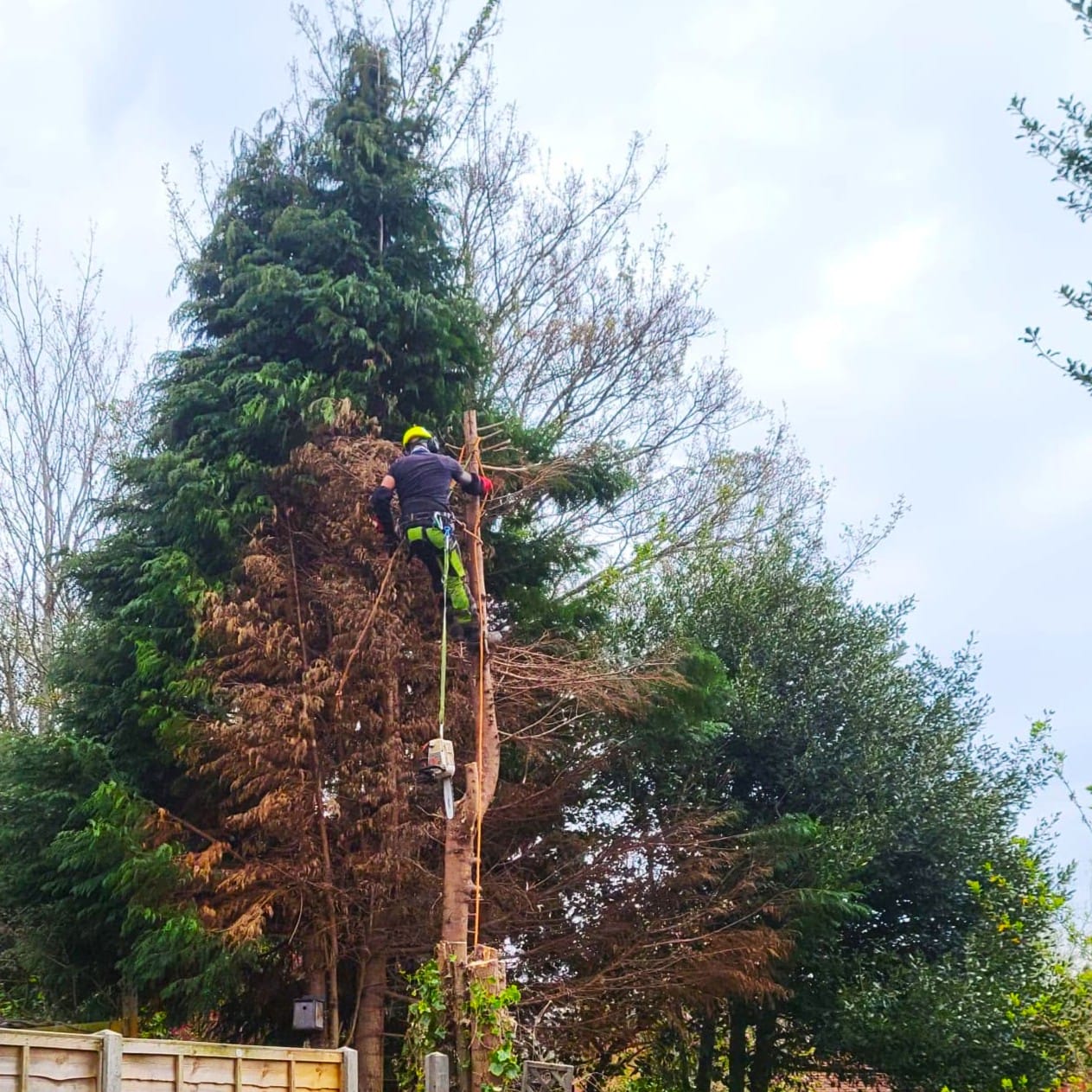 Tree surgery being carried out in Farnborough, Hampshire
