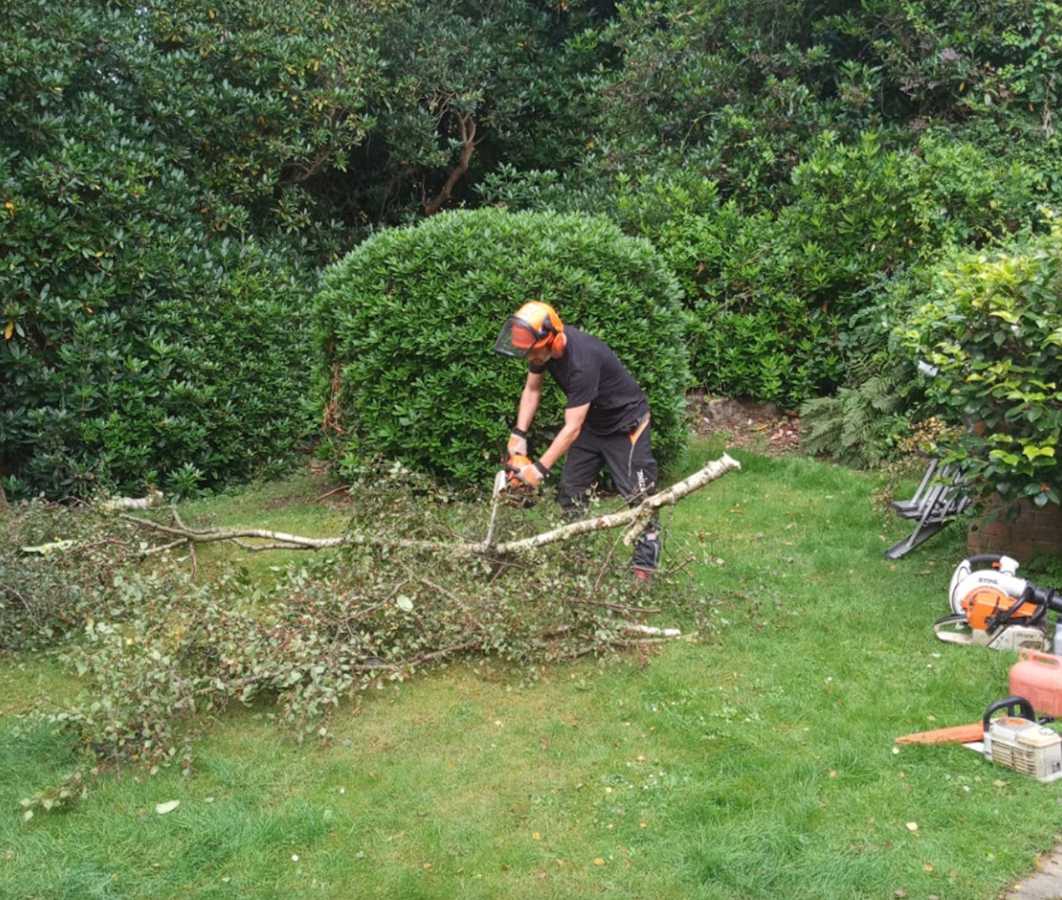 tree surgeons in Surrey