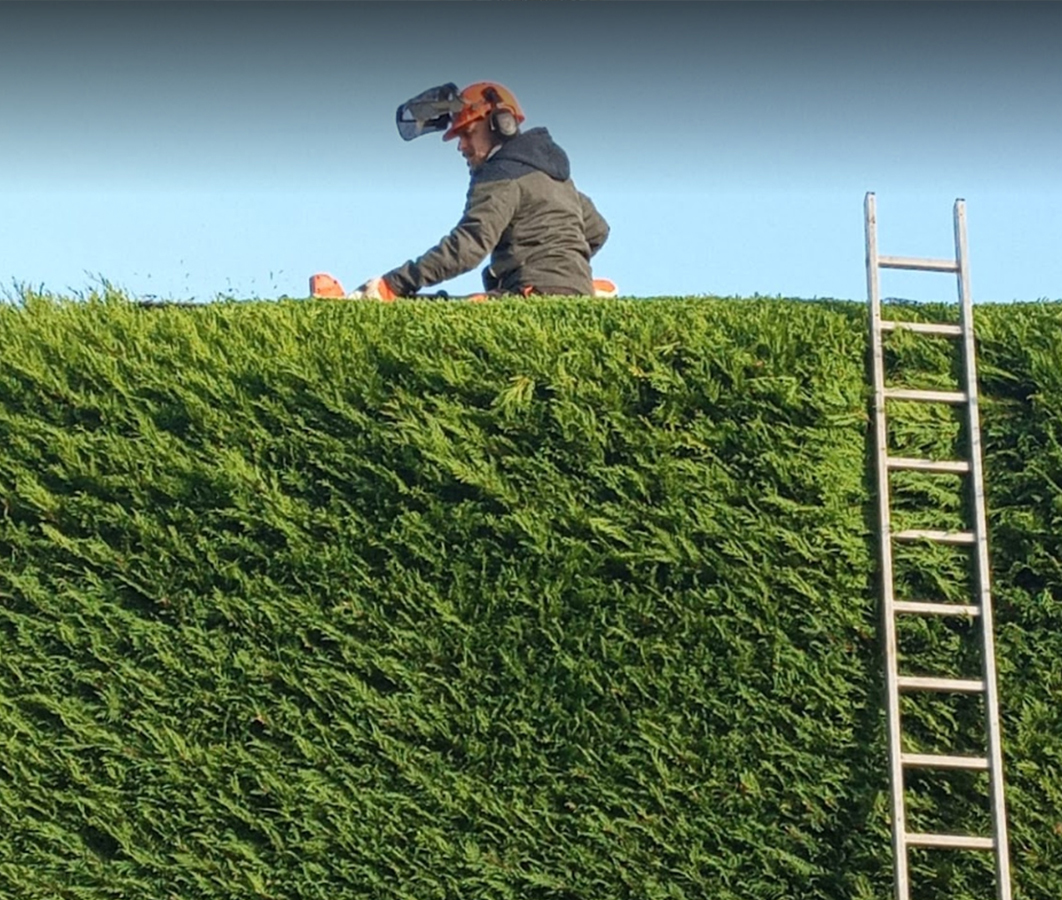 tree surgery in Surrey