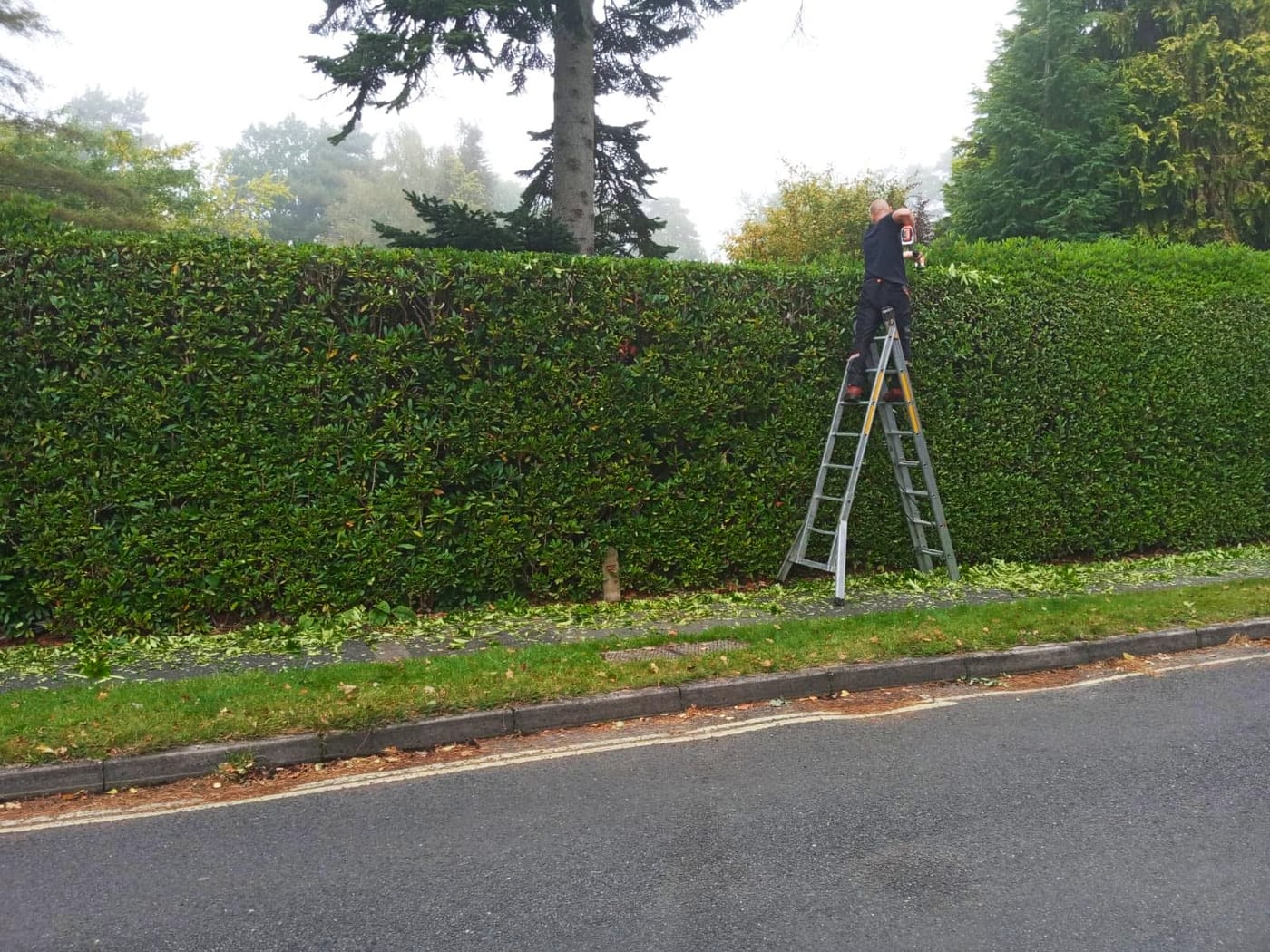 Tree surgery being carried out in Alton, Hampshire