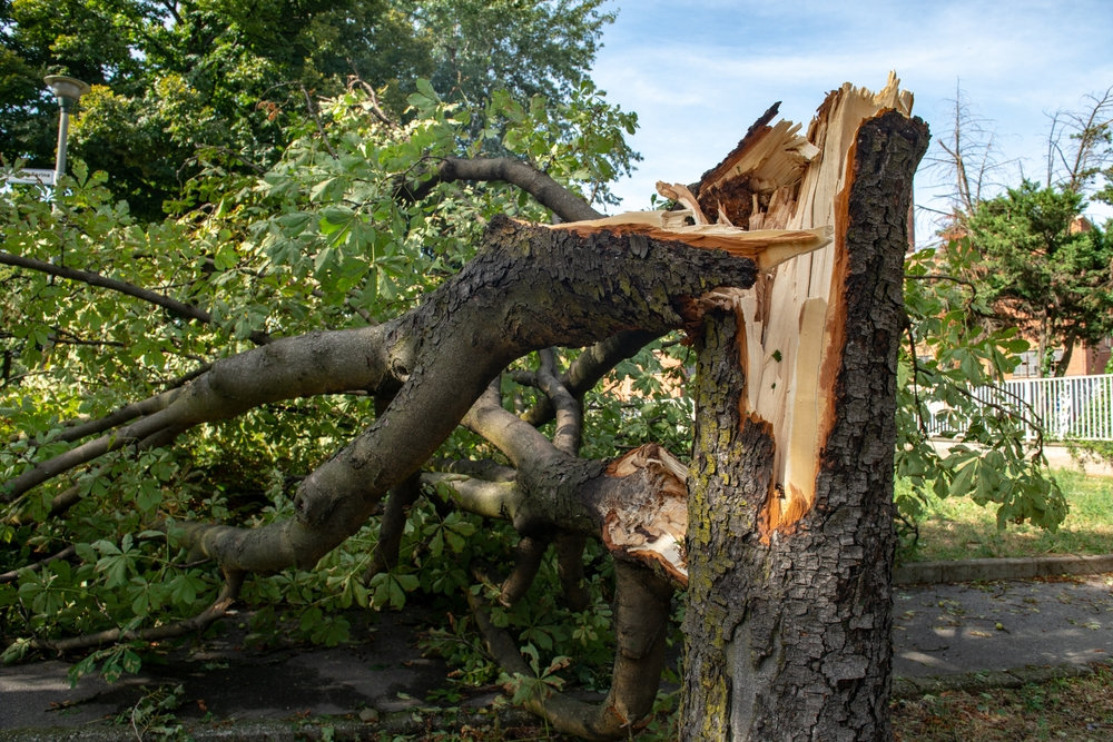 Tree felling and removal in Farnham, Surrey and Hampshire