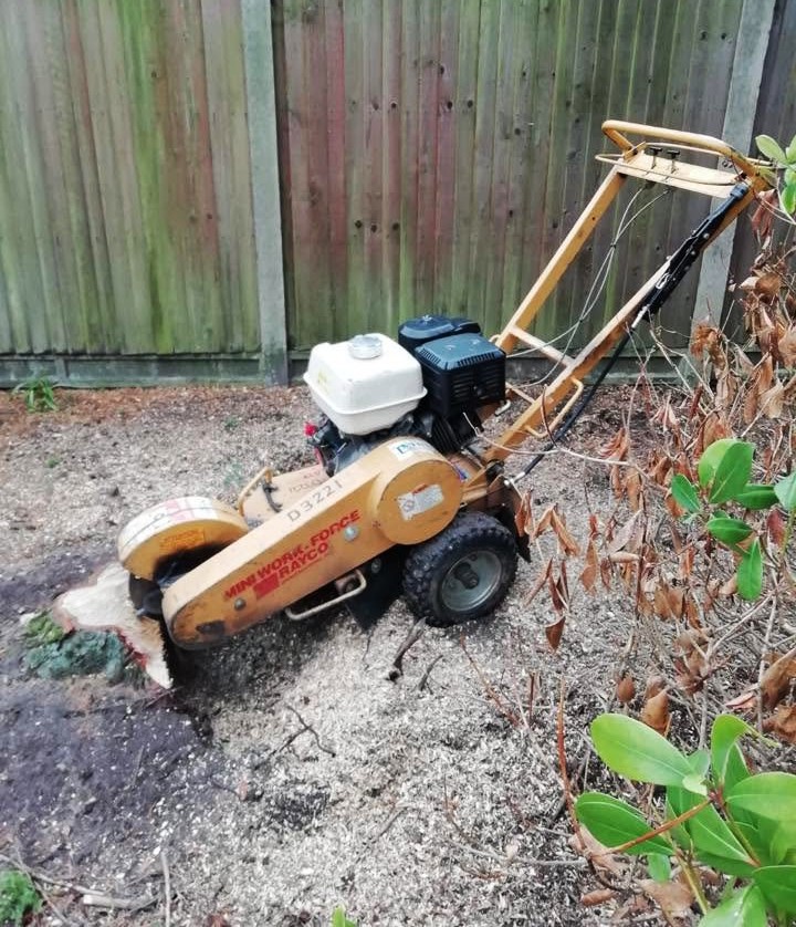 Stump grinding in Farnham