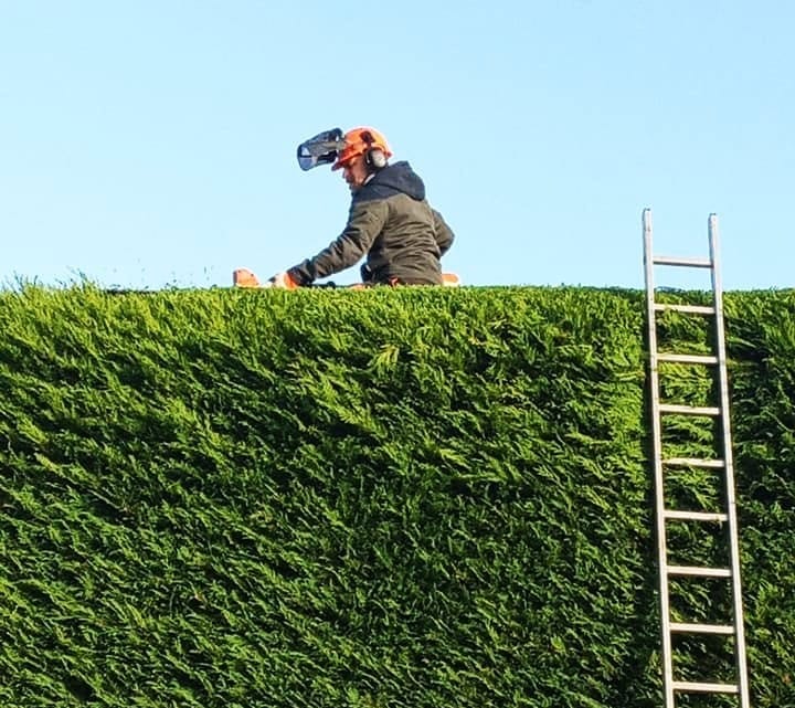 Hedge & Shrub Services