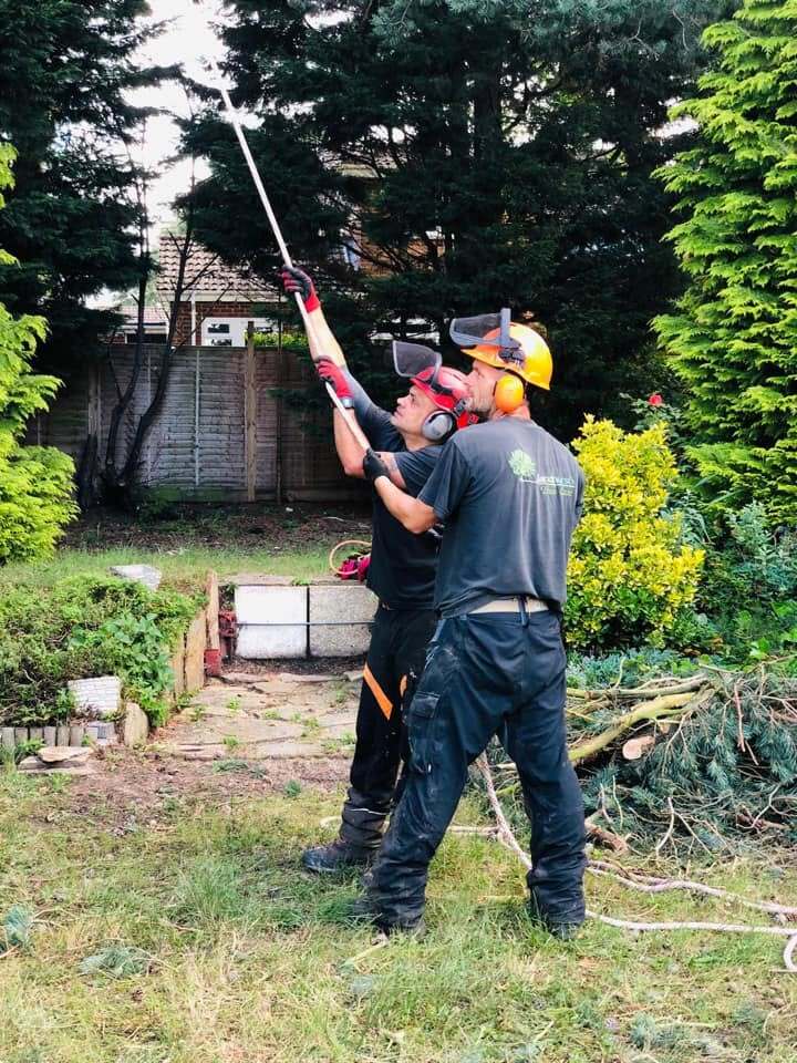Farnham Trees & Hedges - our services