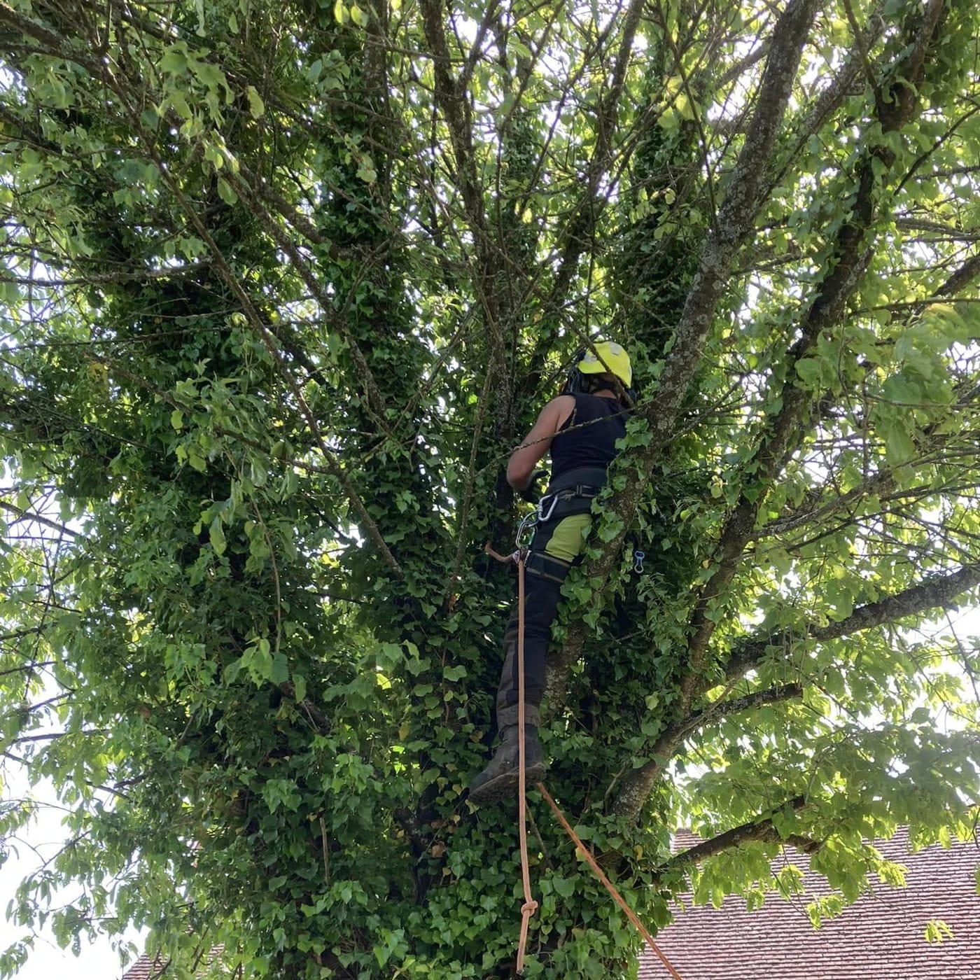 Tree surgery being carried out in Hartley Wintney, Hampshire