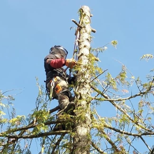 Tree surgery being carried out in Church Crookham, Hampshire
