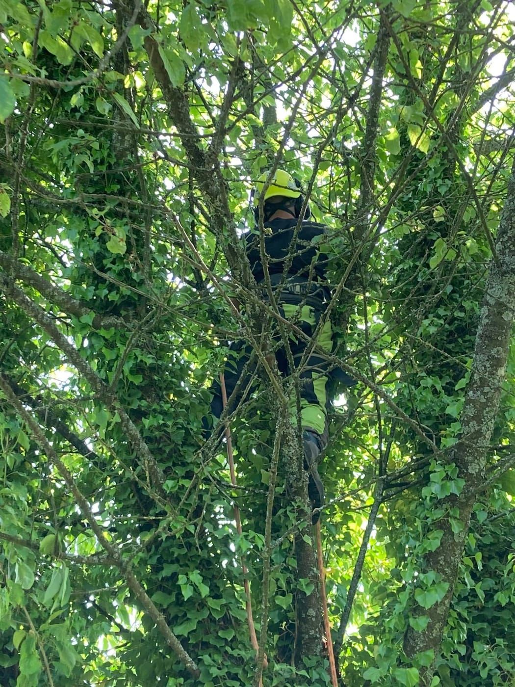 Tree surgery being carried out in Petersfield, Hampshire